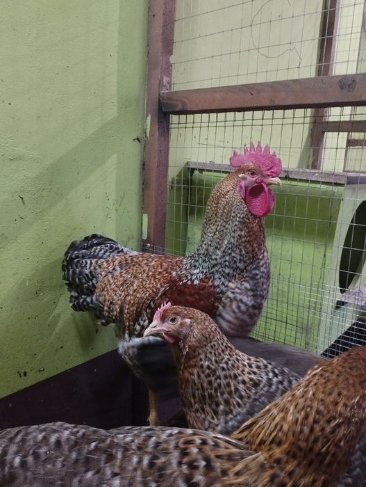 Півні Білефельдори