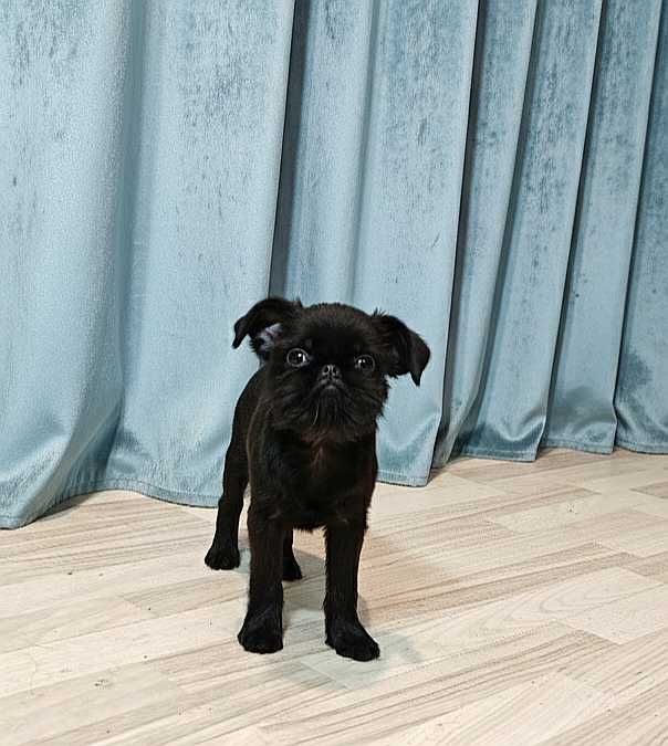 Mały skarb — szczeniak belgijskiego gryfonika pełen miłości i uroku