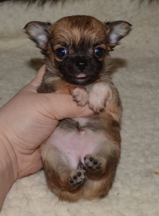 Мини мвлыши Чихуауа