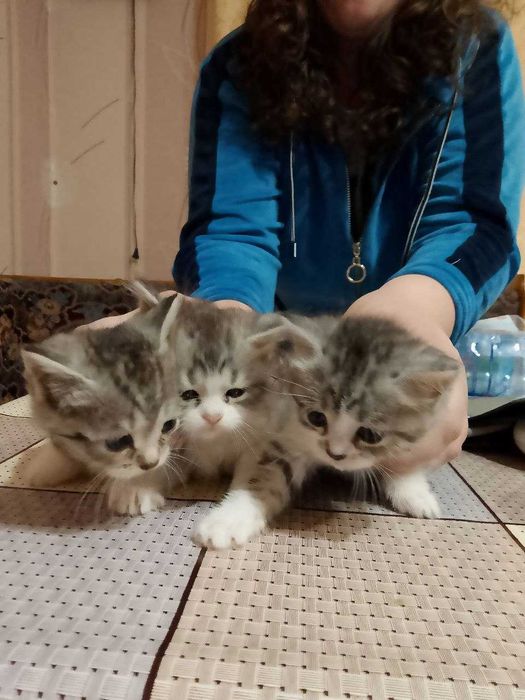 кошенята маленькі 3 штуки