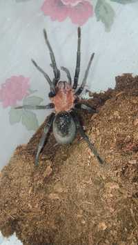 Ptasznik samica Bumba horrida ex. cabocla