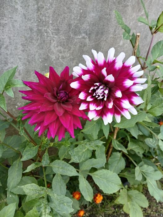 Dalia różne kolory karpa, bulwy