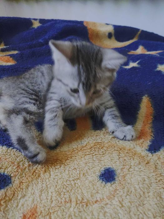 Kotki szukają domu.