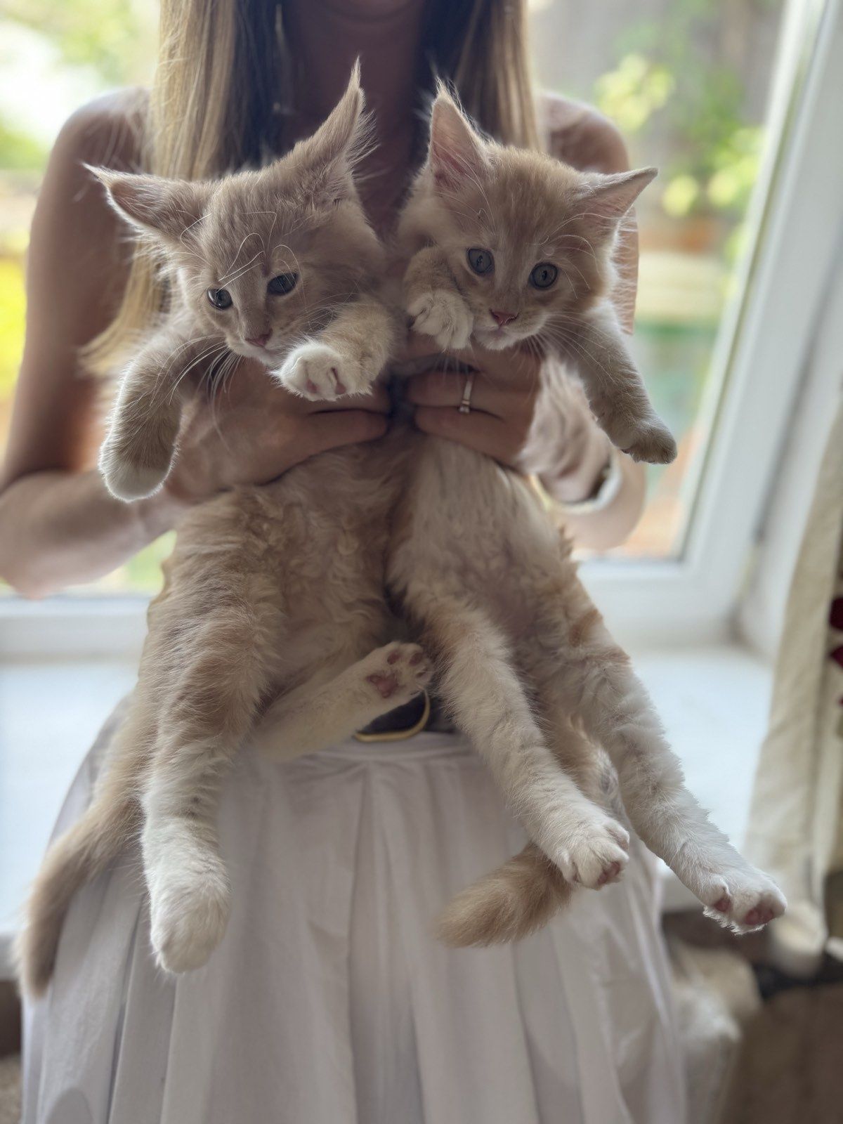 Продам котят мейкуна