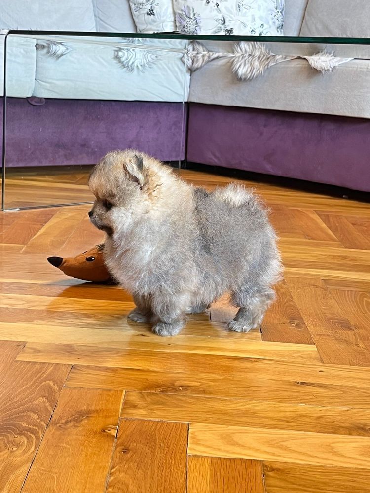 Szpic miniaturowy pomeranian