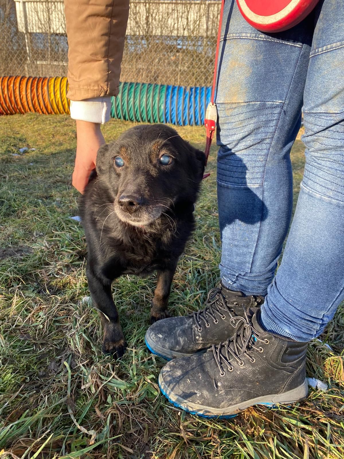 Najbiedniejsze w schronisku! To dla nich wyrok. Zostań domem tymczas.