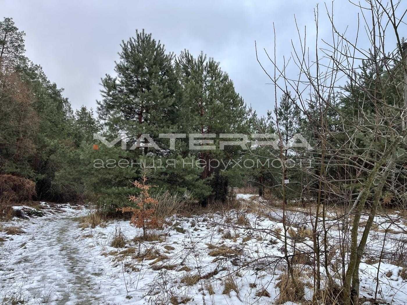 Малютянка 15 соток з соснами