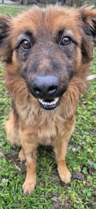 Cudowny psiak do adopcji