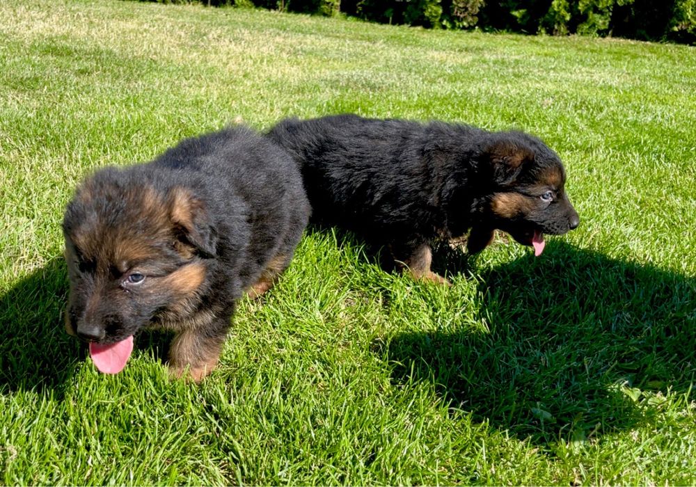 Owczarek Niemiecki Długowłosy. Szczeniak .