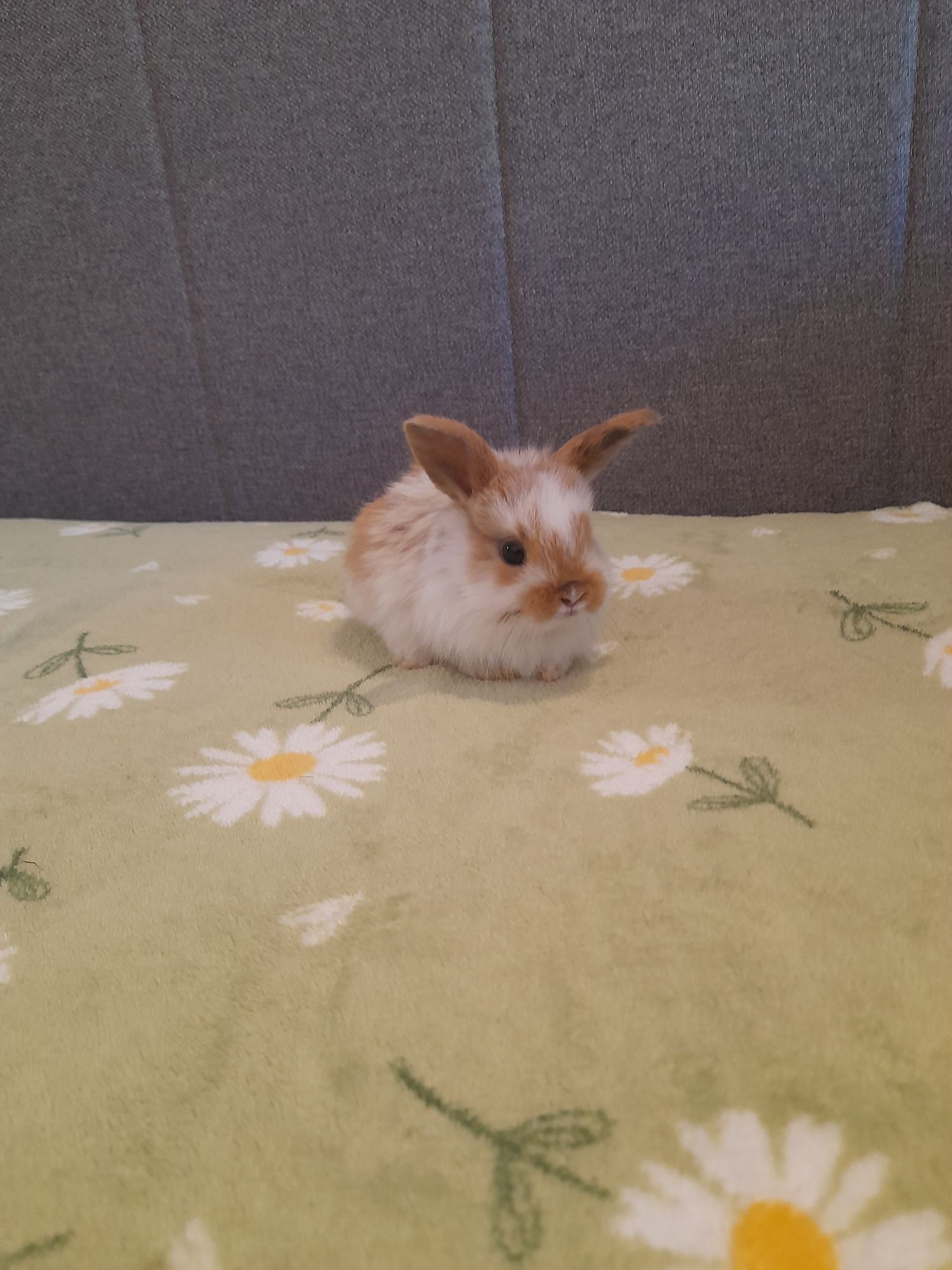 Króliczki mini lop
