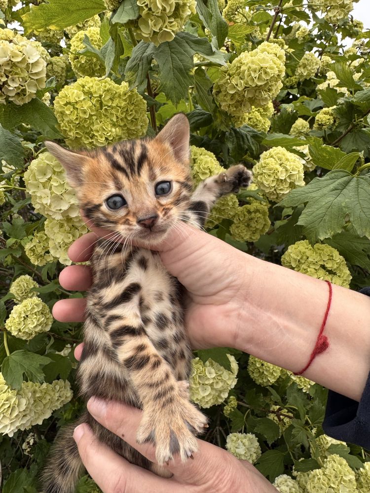 Бенгальскі кошенята з документами