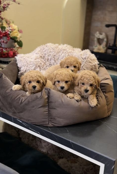 Крем- карамель цуценята мальтіпу ф1. МАЛЬТИПУ.