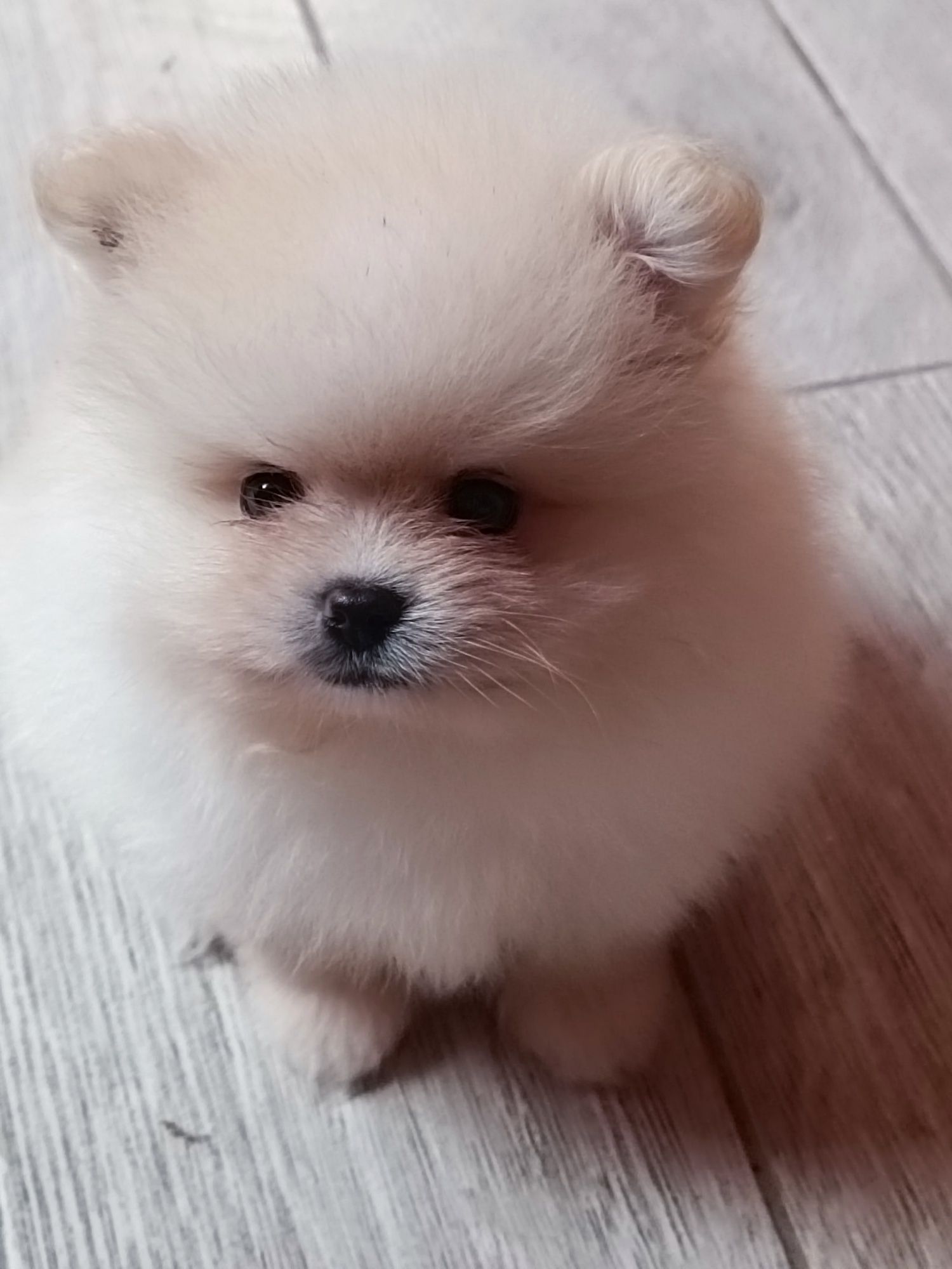 Pomeranian piesek boo