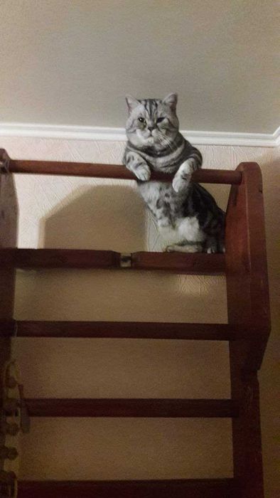 Вязка .Шотландский кот