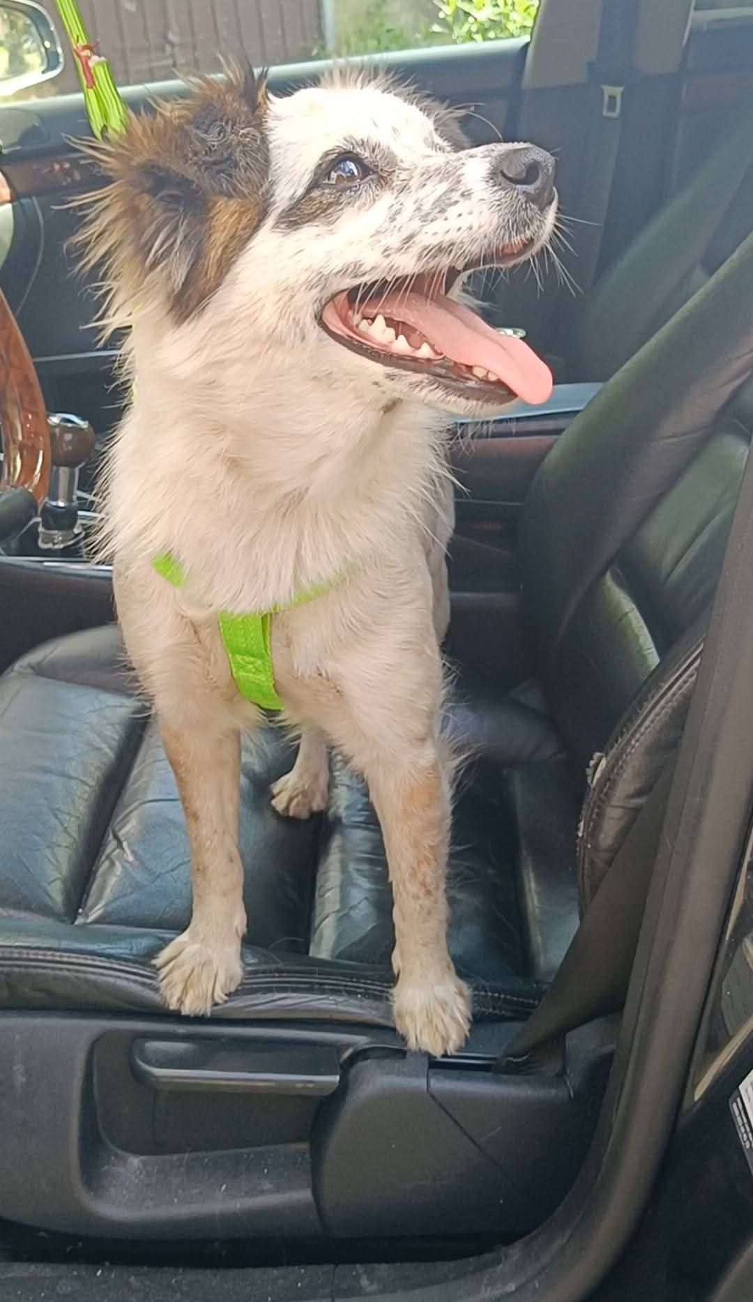 Maleńka Sonia do adopcji