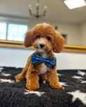 Piesek Maltipoo F1b MINI