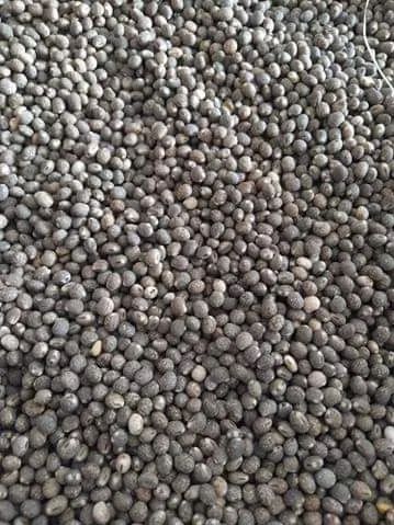 Łubin słodki wąskolistny