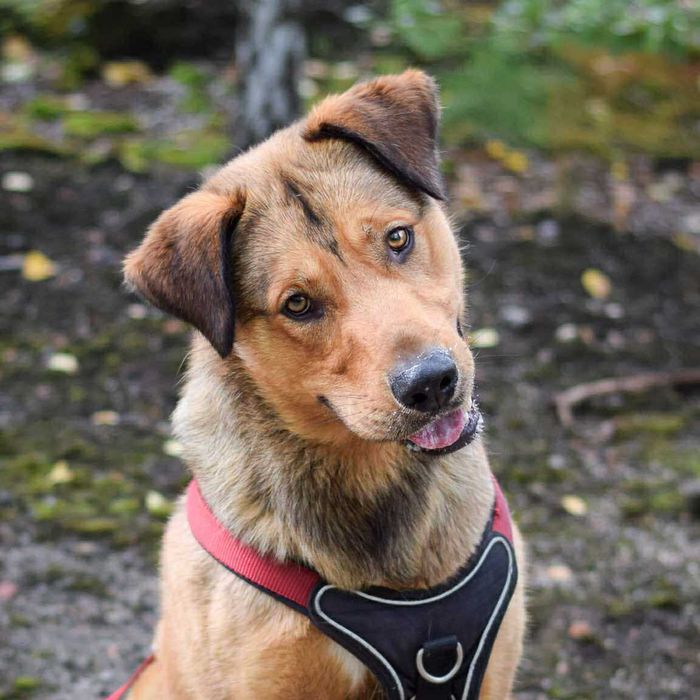 Cudny Bolek czeka na dom!