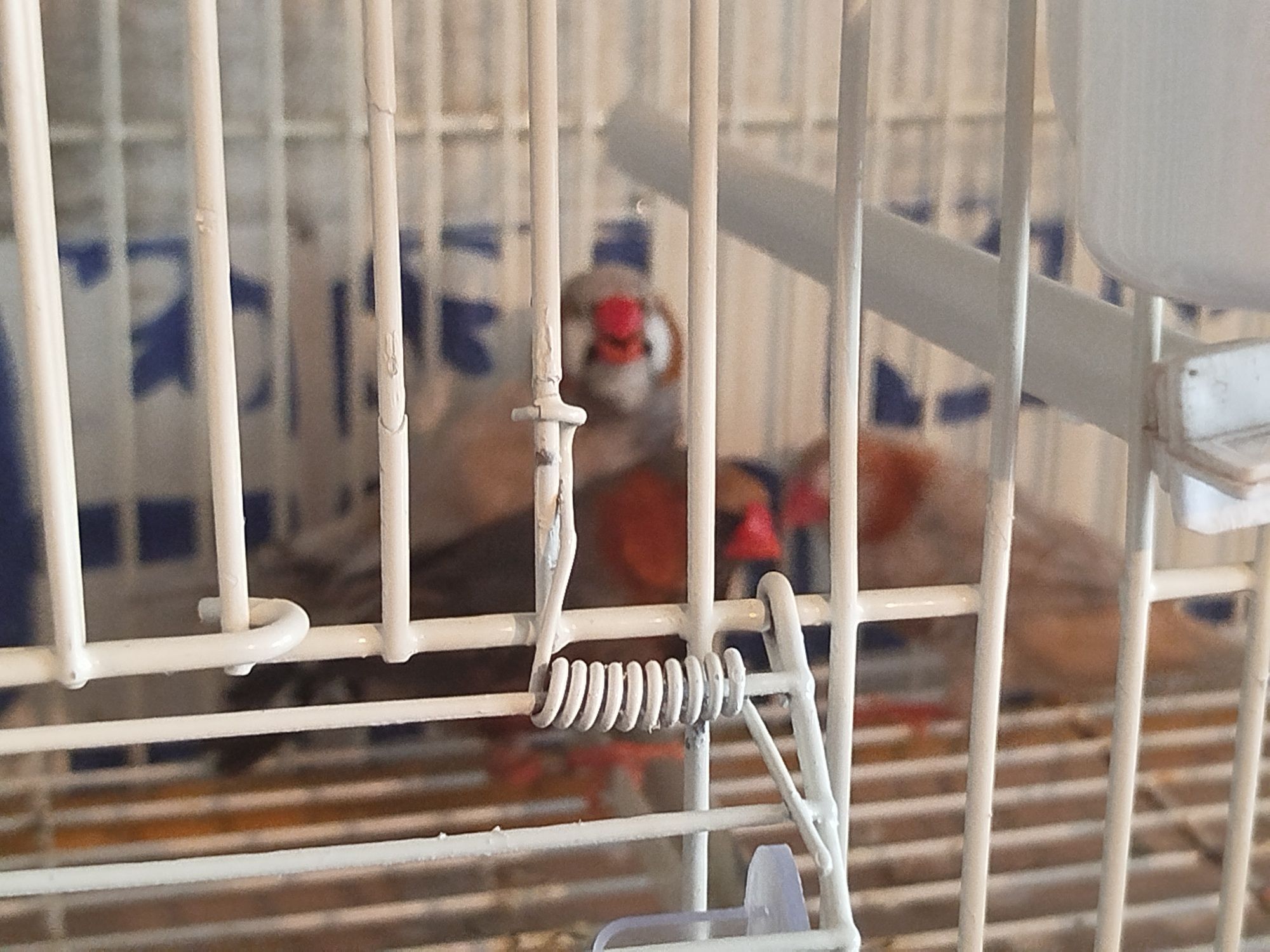 Mandarins bom porte