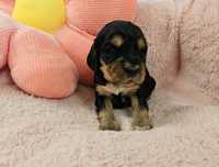 Czarno podpalana Sunia Cocker Spaniel Angielski
