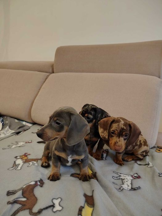 Jamnik miniatura merle video ! Do odbioru