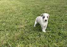 Whippet cachorro
