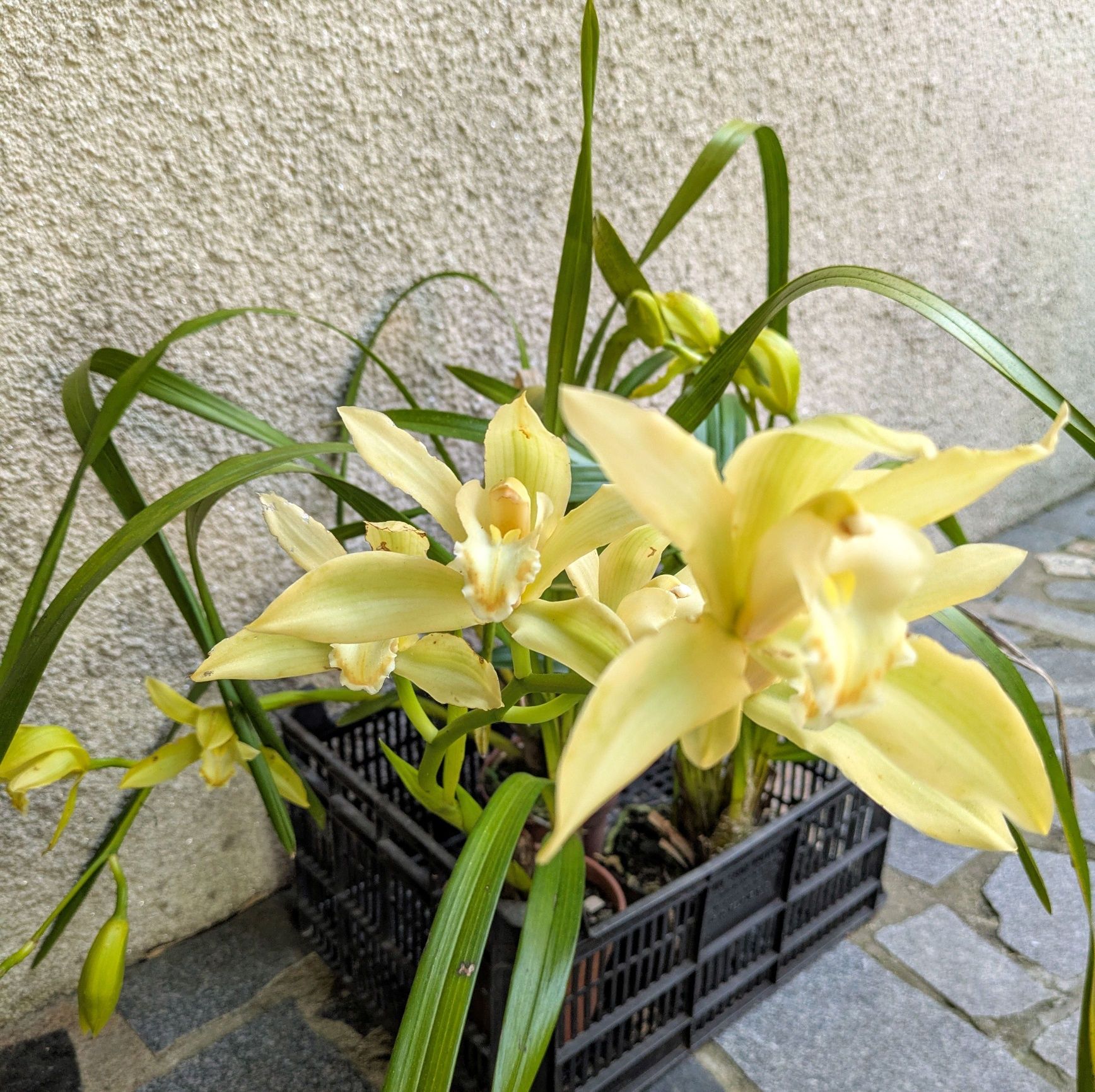Orquídea de exterior