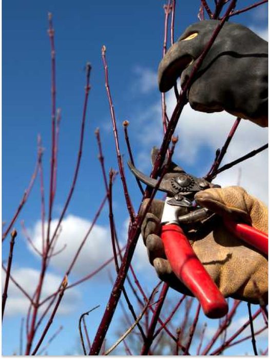 Професійна обрізка плодового саду