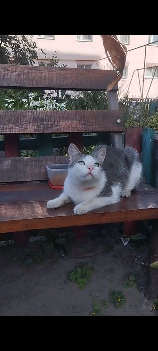 Безкоштовно котик