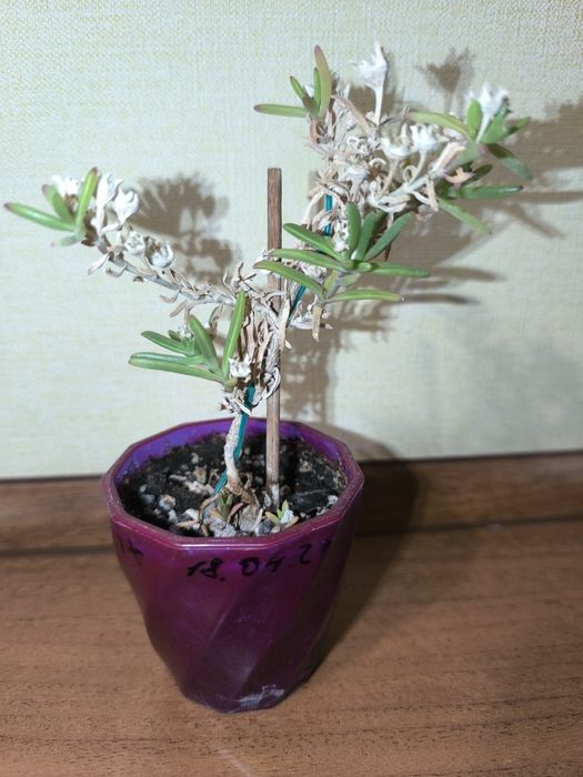 Бонсай. Местоклема. Доросла рослина.