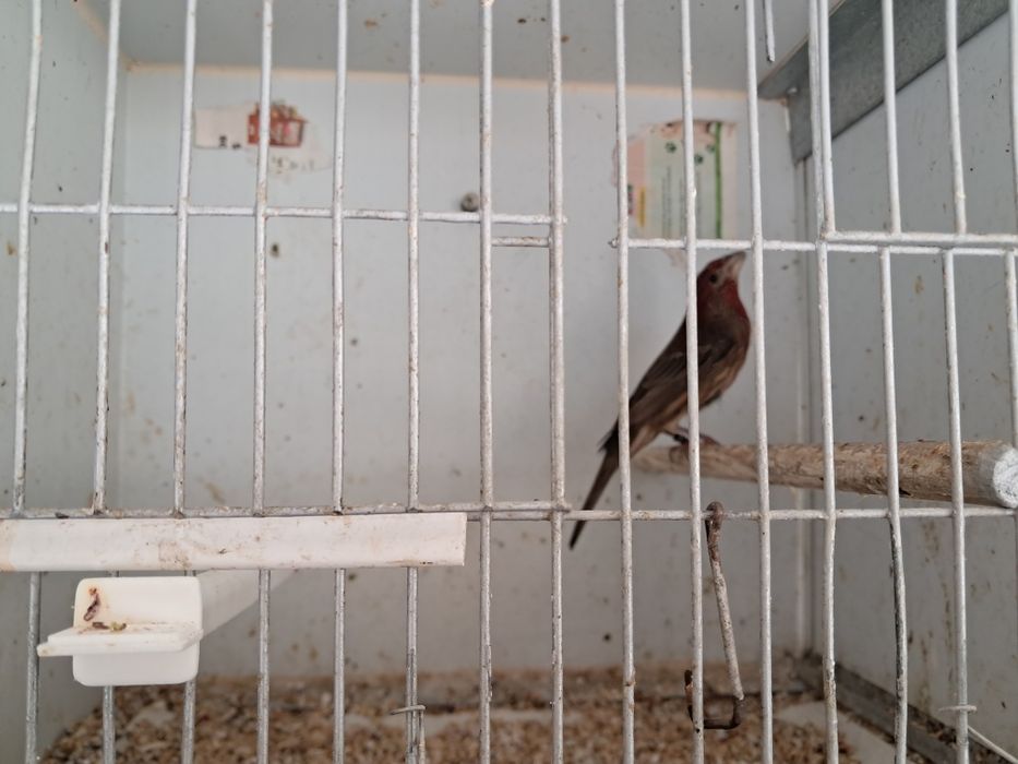 Canario carduapodos