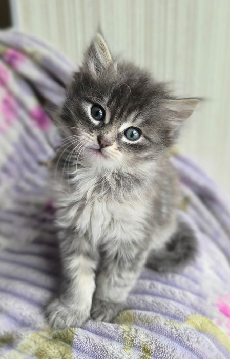 Кошеня хлопчик мейн-кун