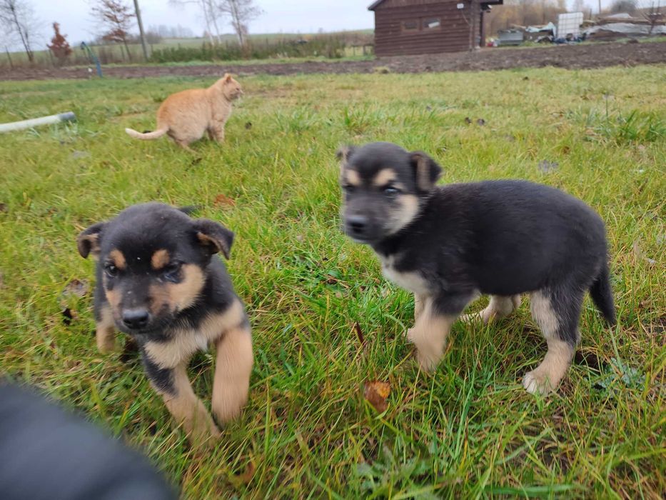 Oddam szczeniaki w dobre ręce