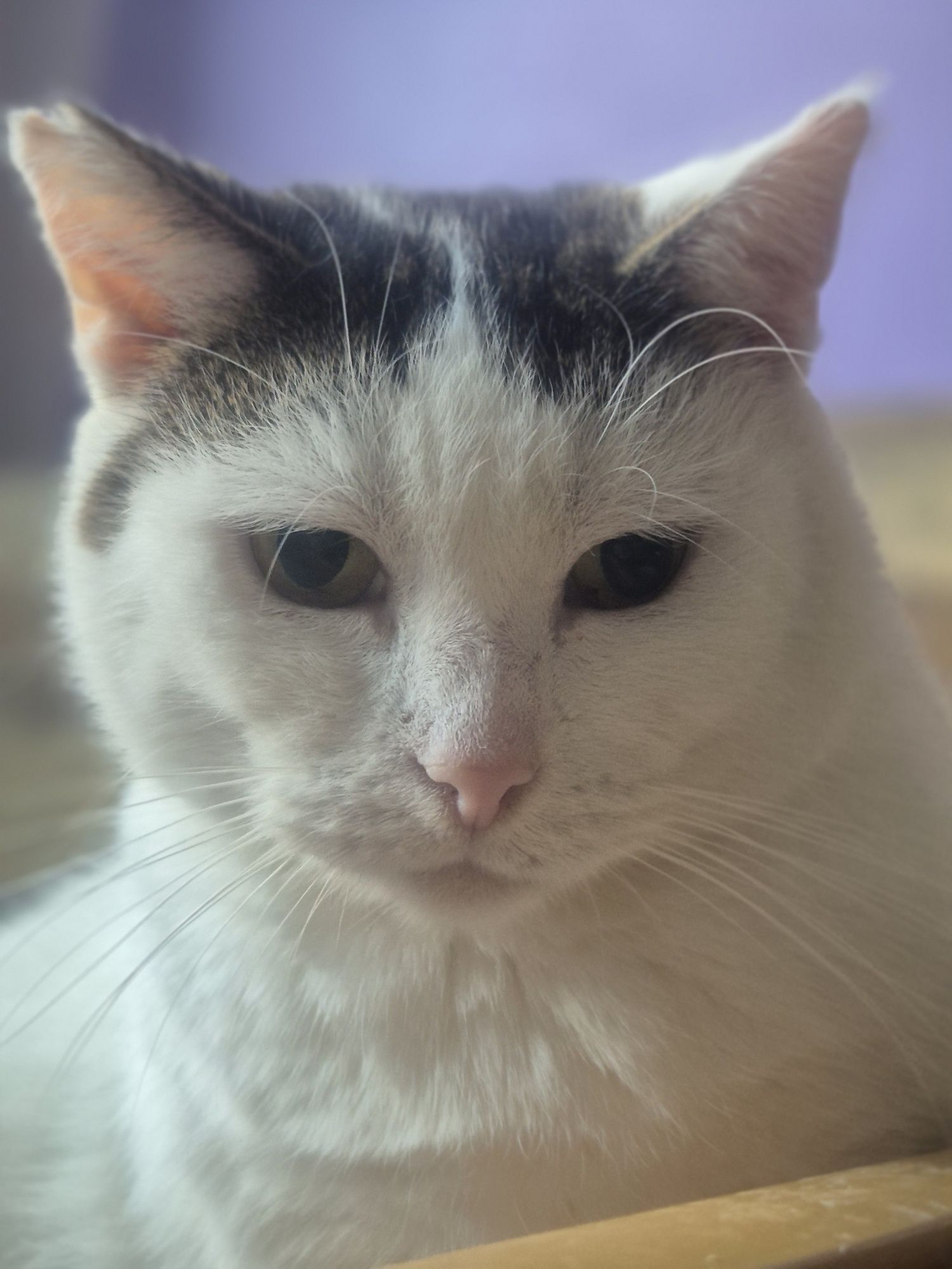 Koteczka Balbinka do pilnej adopcji