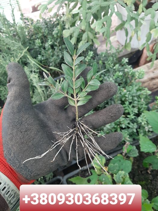 Самшит вічнозелений Buxus