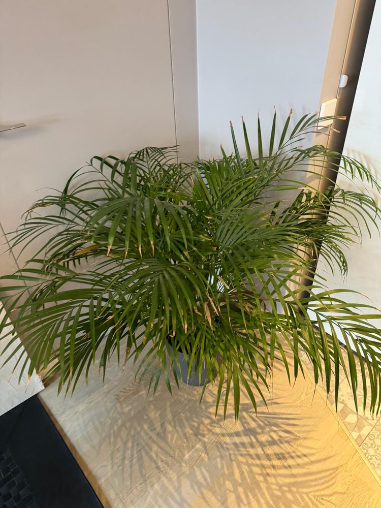 Roślina doniczkowa, Palma Areka DYPSIS LUTESCENS 24cm