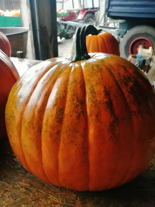Dynie Halloween  Zapraszam