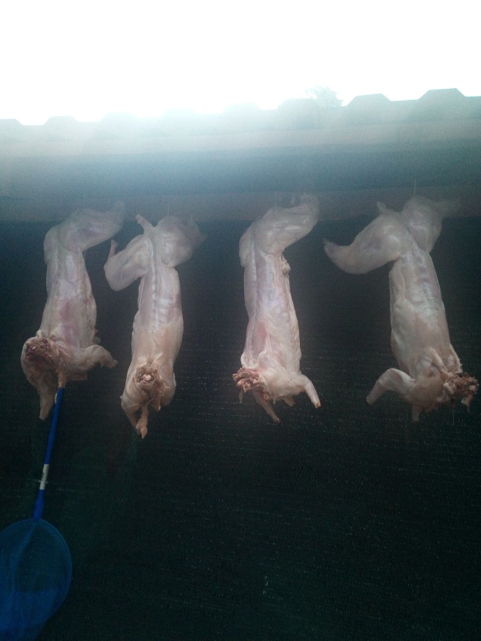 Мясо домашнього кролика