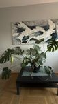 Monstera kwiat wraz z ławą