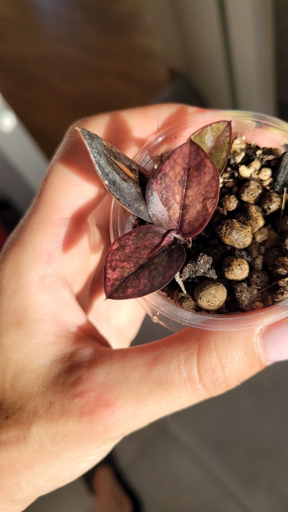 REZERWACJA Zamioculcas  / Zamiokulkas Raven Pink variegata
