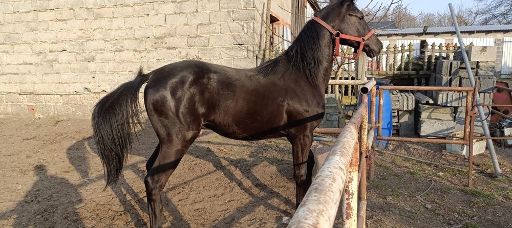 Sprzedam ogiera 3 latka