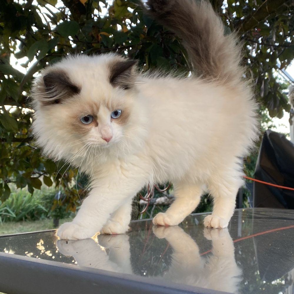 Ragdoll kot kocur FPL  gotowy do przeprowadzki