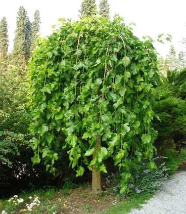 Саджанці декоративних рослин.  Сакура,  декоративний квітучий мигдаль