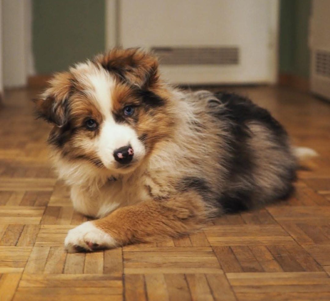 Border Collie suczka