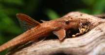 Loricaria red lizard (Rineloricaria sp.red)