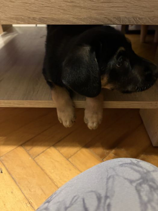 Oddam pieska za darmo