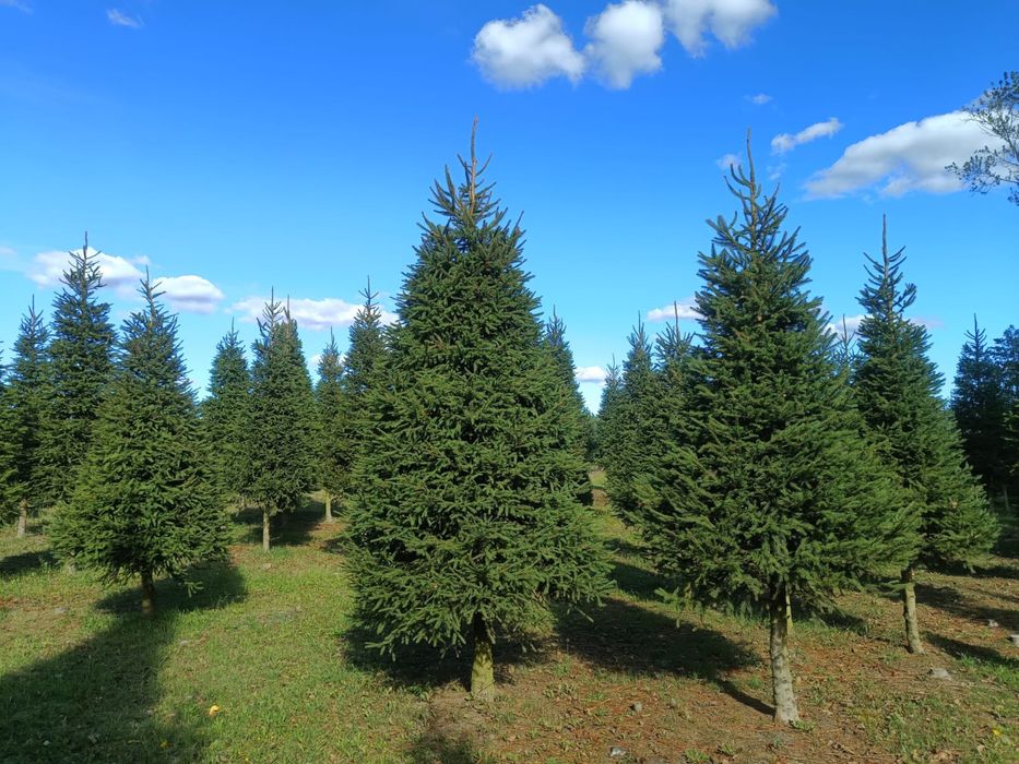 Choinki plantacja Duże wysokosci
