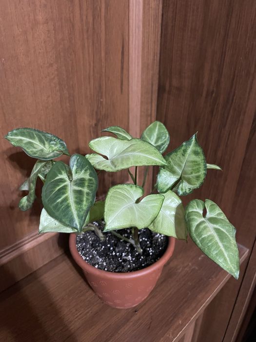 Сингоніум Вайт Батерфляй