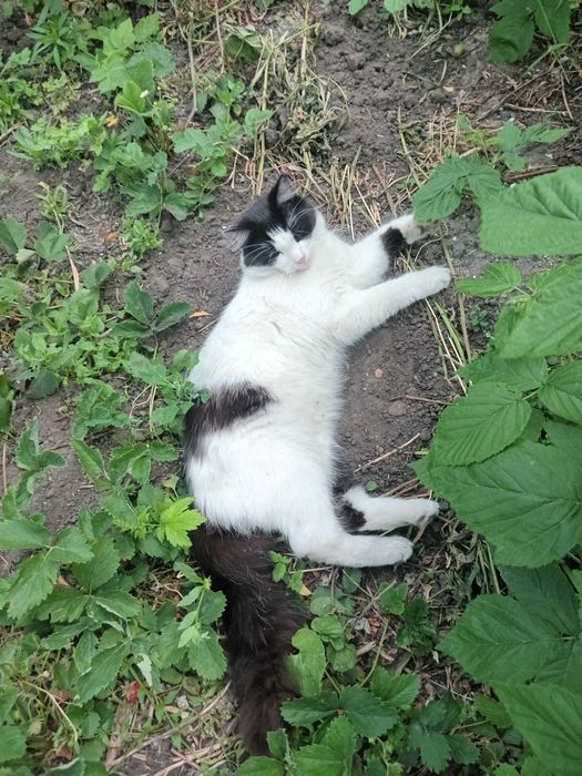 Молодой котик стерилиз, бело - чёрный пушистый в добрые руки