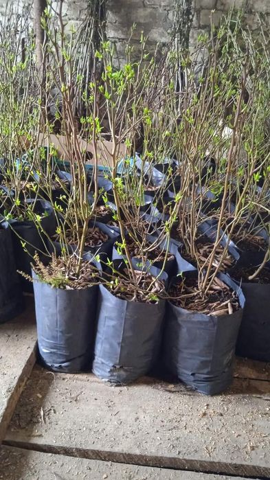 Саджанці плодових дерев, квітів та ягідних кущів